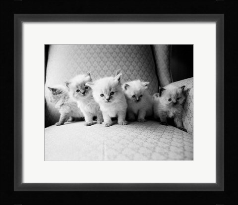 Framed Five Kittens Print