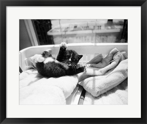 Framed Kitten Laundry Print
