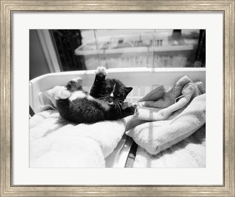 Framed Kitten Laundry Print