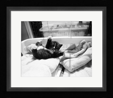 Framed Kitten Laundry Print