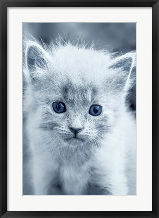 Framed Blue Kitty Print