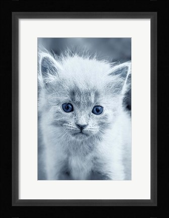 Framed Blue Kitty Print