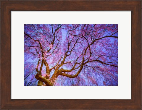 Framed Weeping Cherry Print