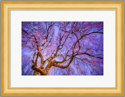 Framed Weeping Cherry Print
