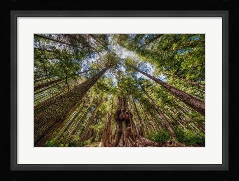Framed Avatar Grove Canopy Print