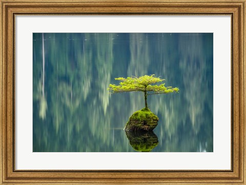 Framed Fairy Lake Bonsai Print