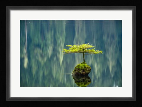 Framed Fairy Lake Bonsai Print