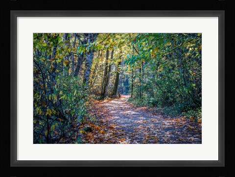 Framed Fall Colours Print
