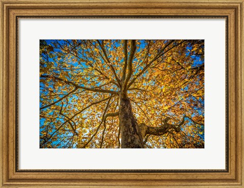 Framed Fall Tree Print