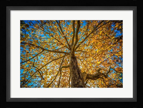 Framed Fall Tree Print