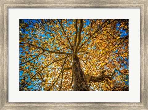 Framed Fall Tree Print