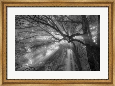 Framed Forest Fog Print