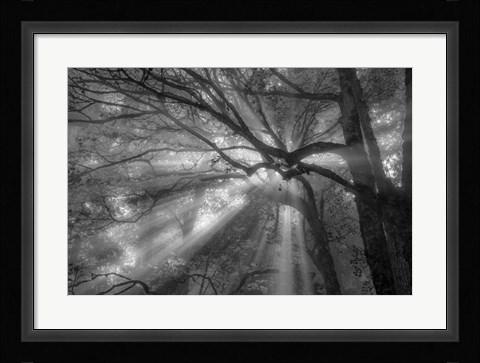 Framed Forest Fog Print