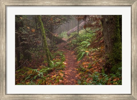 Framed Forest Stroll Print