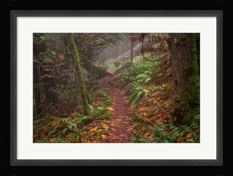 Framed Forest Stroll Print
