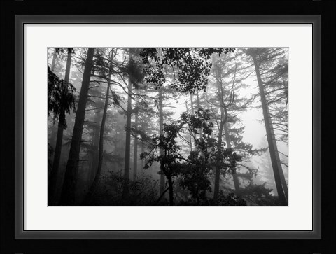 Framed Misty Forest Print