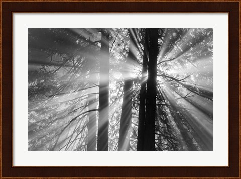 Framed Rays Print