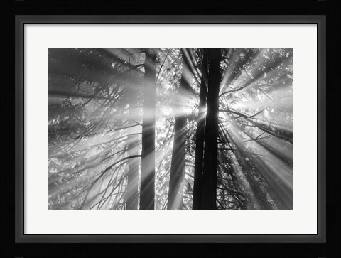 Framed Rays Print
