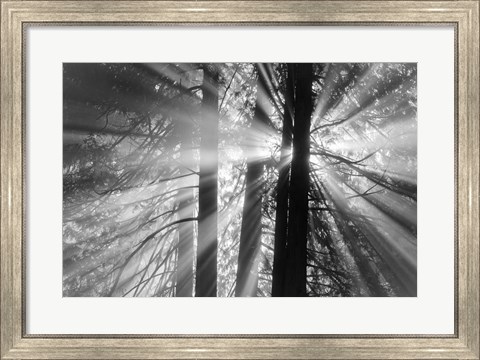 Framed Rays Print
