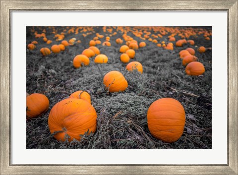 Framed Sea of Pumpkins Print