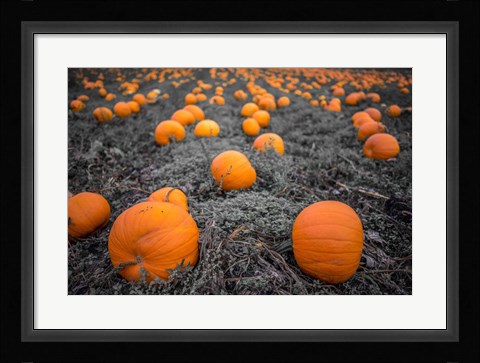 Framed Sea of Pumpkins Print
