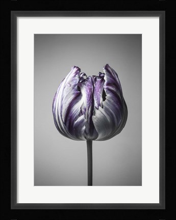 Framed Baroque 5 Print