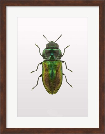 Framed Beetle 1 Print