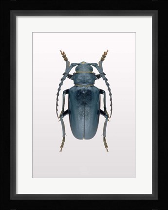 Framed Beetle 3 Print