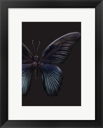 Framed Black Butterfly on Grey Print