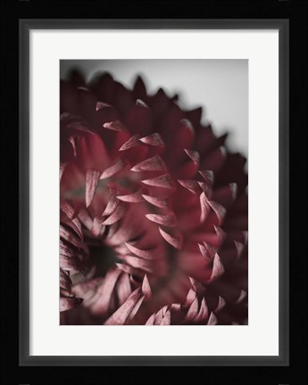 Framed Dahlia Print