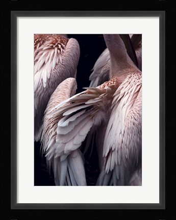 Framed Flamboyance 1 Print