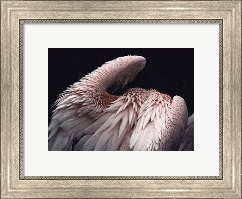 Framed Flamboyance 2 Print