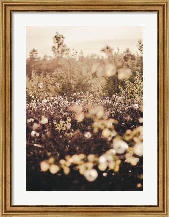 Framed Golden Field Print