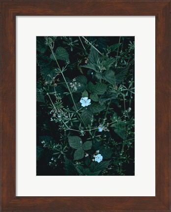 Framed Greenery Print