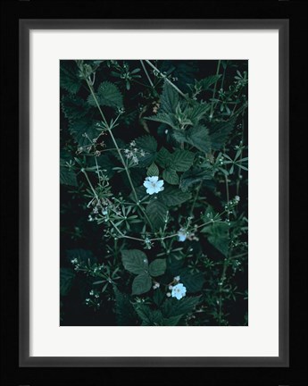 Framed Greenery Print