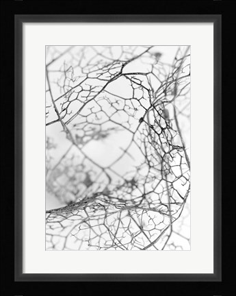 Framed Leaf Skeleton BW Print