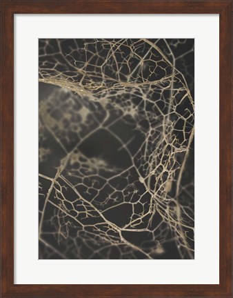 Framed Leaf Skeleton Dark Print