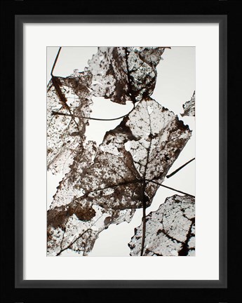 Framed Leaves Print
