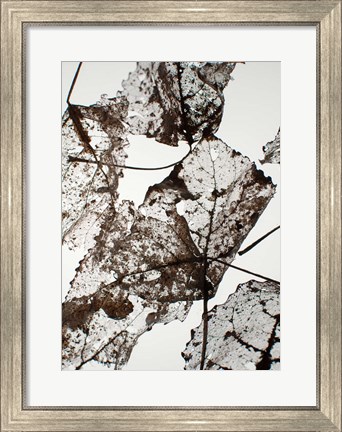 Framed Leaves Print
