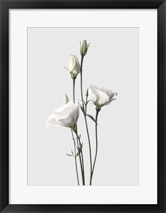Framed Lisianthus White Print