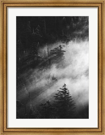 Framed Misty Pine Woods Print