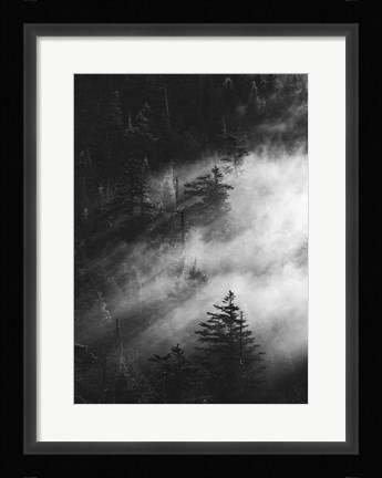 Framed Misty Pine Woods Print