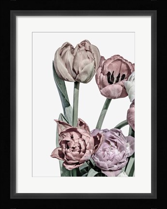 Framed Tulips Bright 2 Print
