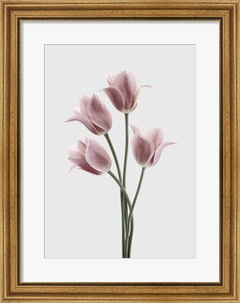 Framed Tulips Pink Print