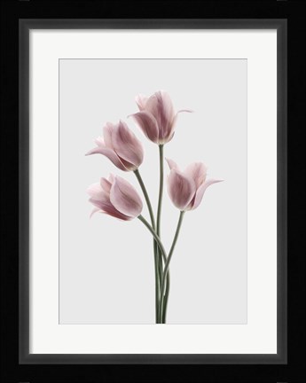 Framed Tulips Pink Print