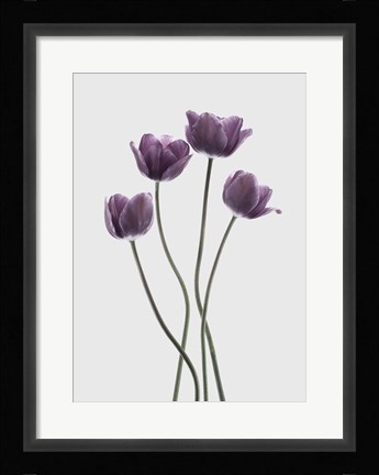 Framed Tulips Purple Print