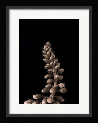 Framed Upwards 2 Print