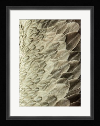 Framed Volture II Print