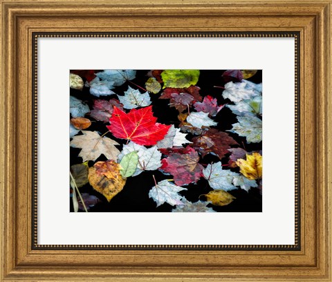Framed Autumn Leaves Print