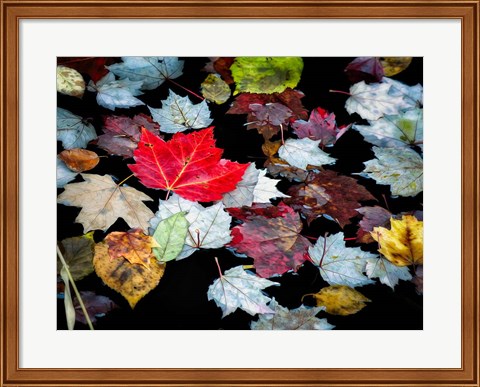 Framed Autumn Leaves Print